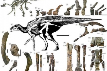 日本北海道发现的晚白垩世鸭嘴龙新属种Kamuysaurus japonicus揭示恐龙多样性