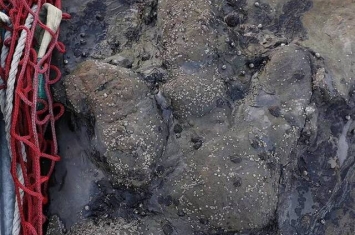 西班牙阿斯图里亚斯省发现兽脚亚目恐龙脚印化石