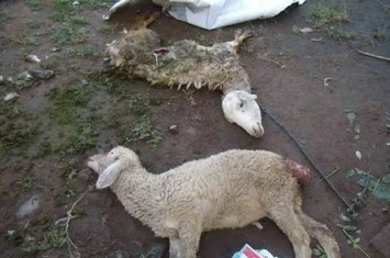印尼峇里岛发生羊群离奇死亡事件