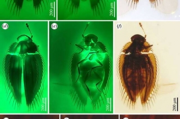 缅甸琥珀揭示甲虫的形态演化停滞和生物地理
