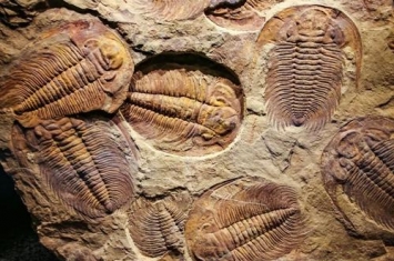 三叶虫化石是什么时代的