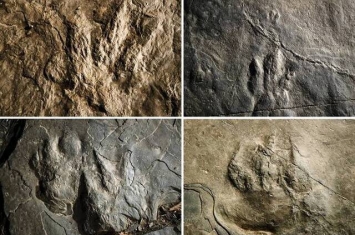 美国华盛顿福尔谷国家公园发现上亿年历史恐龙足印化石 游客日日踏于足下