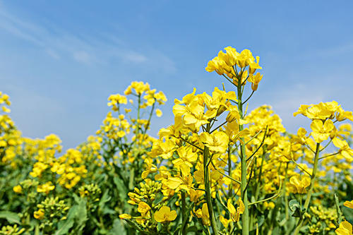 油菜花是什么样的