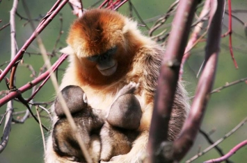 异母哺育：川金丝猴会哺育其它母猴的婴儿