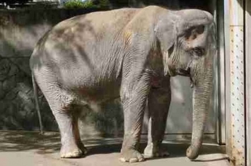 “世界上最悲惨大象”法维亚历经长达43年独居囚禁后终在西班牙科尔多瓦动物园安乐死