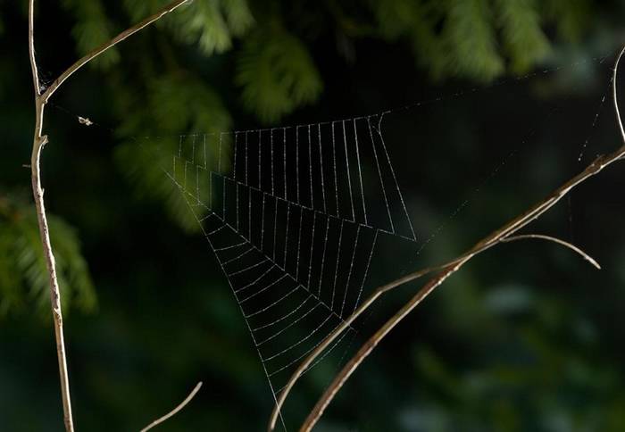 新研究发现三角织蛛透过蜘蛛网把自己弹出去抓猎物 加速度超过火箭20倍