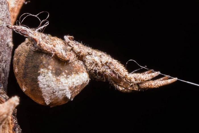 新研究发现三角织蛛透过蜘蛛网把自己弹出去抓猎物 加速度超过火箭20倍