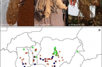 甘薯的基因组分析揭示西非农作物栽培的新摇篮