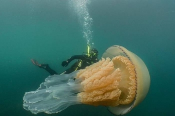 英国生物学家到康沃尔郡潜水时遇上一只与人身体差不多大小的巨型桶水母
