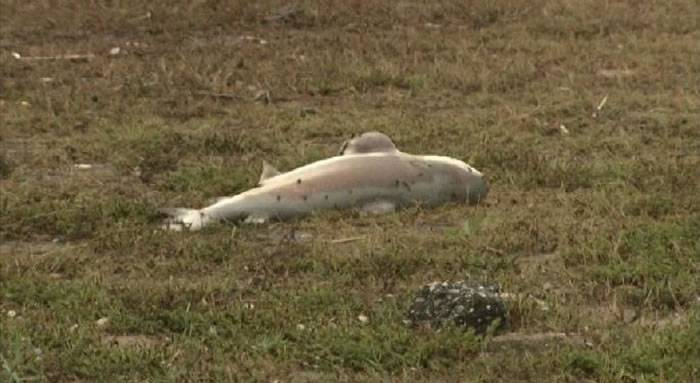 美国阿拉巴马州居民后院居然出现一条公牛鲨