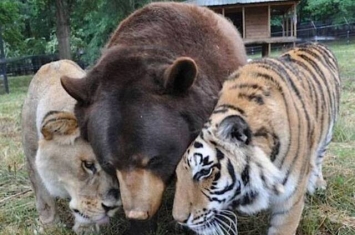 美国黑熊、非洲狮、孟加拉虎在收容所共处15年情如兄弟
