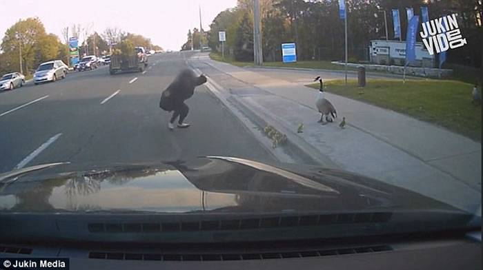 加拿大好心女子帮助鹅宝宝过马路 反遭鹅妈妈攻击