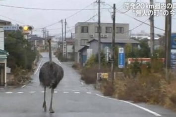 日本福岛核灾后路上没有行人 动物自由的到处散步