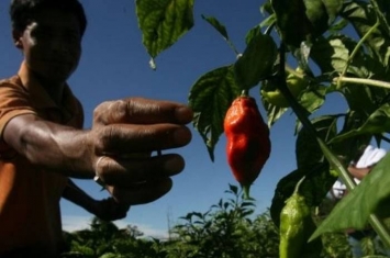 美国男子在食物挑战大赛吃号称世界最辣断魂椒 出现严重腹痛胃部穿孔