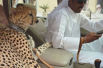 阿拉伯联合酋长国宣布禁止把大型猫科动物当作宠物饲养