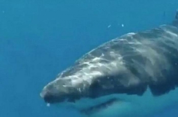 澳洲墨尔本1吨重大白鲨在吉朗附近水域出没