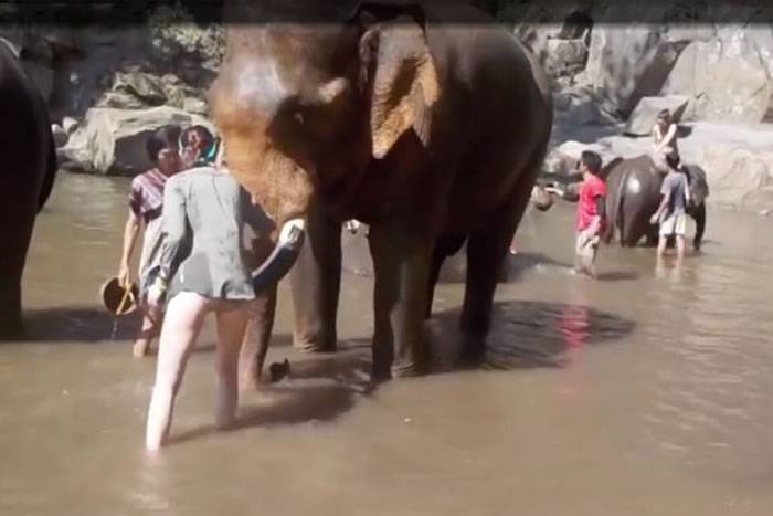 泰国大象疑不满被摸撞飞游客