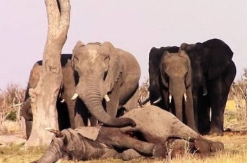 非洲博茨瓦纳一群大象守护死去同伴