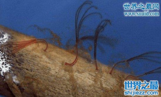 一亿年前的史前恐怖生物，食骨蠕虫(无嘴无骨)