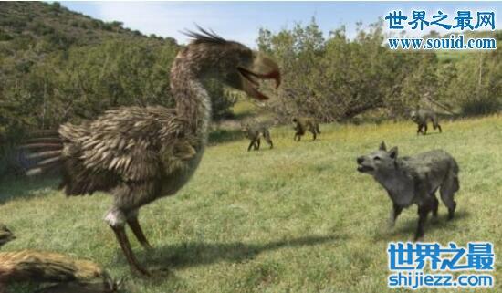 巨型肉食性鸟类骇鸟，是霸王龙的后代