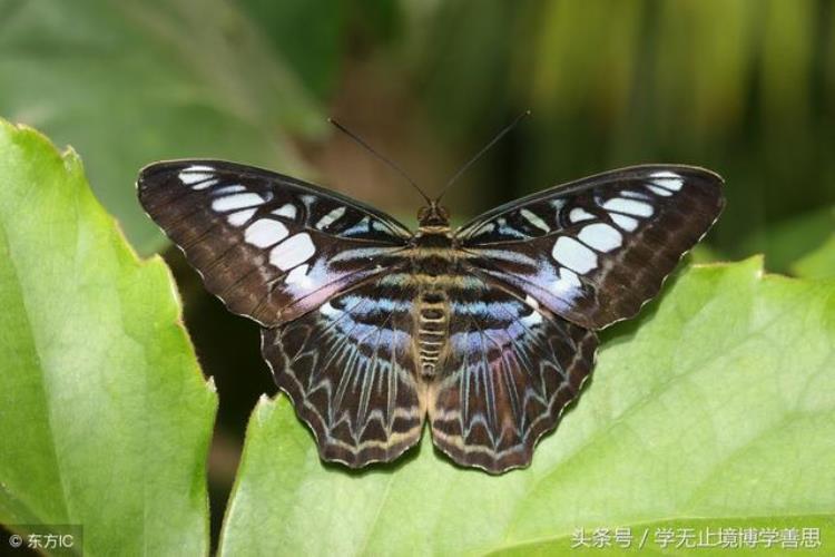 趣味生物飞蛾扑火之谜手抄报,奇怪生物知识大全