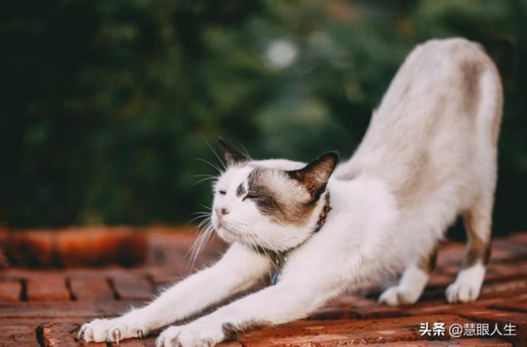 飞机为什么能飞起来呢,为什么今晚天上有飞机不停地飞