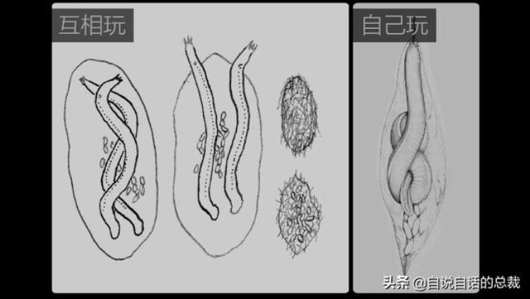 海底异形生物,海底最强异形