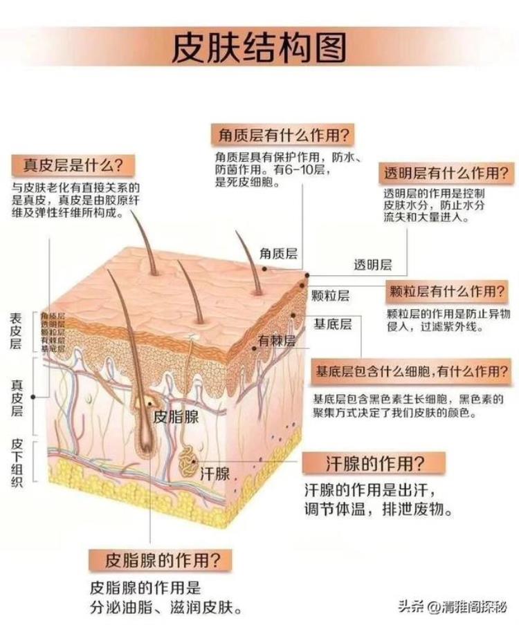 人体最诡异的器官是什么「人体最诡异的器官科学家都无法解释其原理还藏着针灸的奥秘」