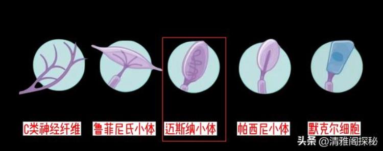 人体最诡异的器官是什么「人体最诡异的器官科学家都无法解释其原理还藏着针灸的奥秘」