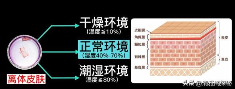 人体最诡异的器官是什么「人体最诡异的器官科学家都无法解释其原理还藏着针灸的奥秘」