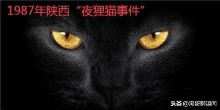 1987年陕西夜狸猫事件 了解下,陕西夜狸猫事件真相