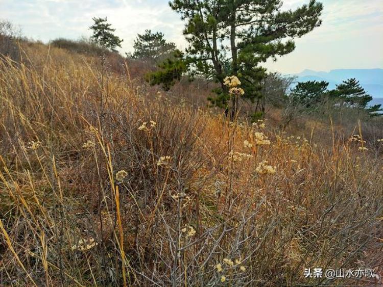 误入石家庄井陉黄土洼发现千风寨漫山韭菜花大峡谷心生敬畏