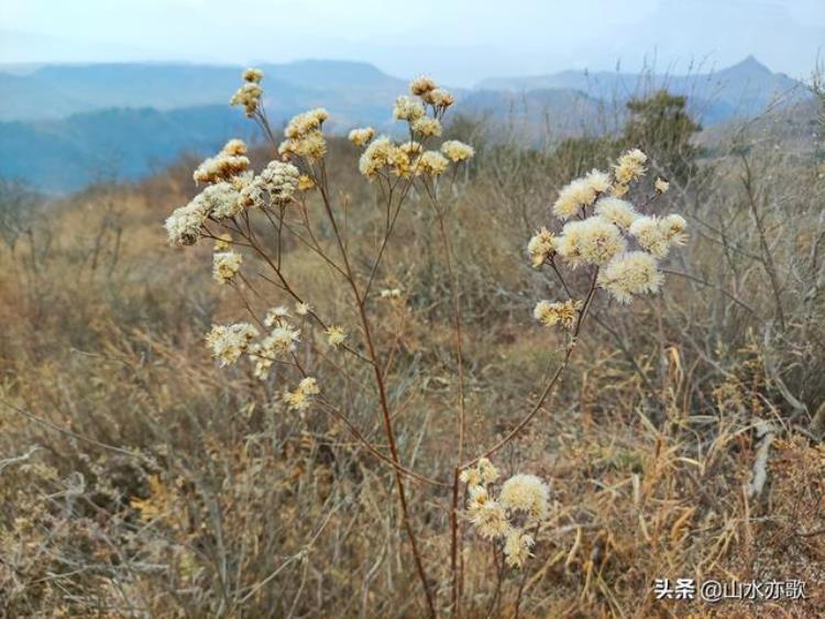 误入石家庄井陉黄土洼发现千风寨漫山韭菜花大峡谷心生敬畏