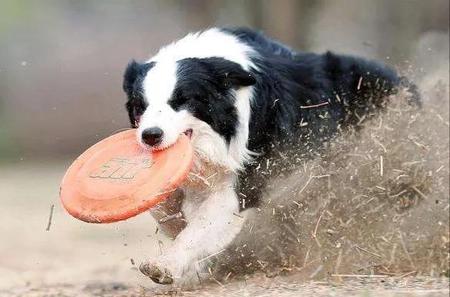 养边境牧羊犬的十大坏处