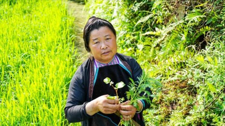 揭秘占里村换花草之谜传承数百年可以决定胎儿的性别