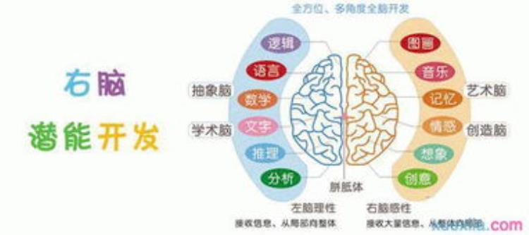 辽宁卫视老梁说世界谈右脑开发的重要性