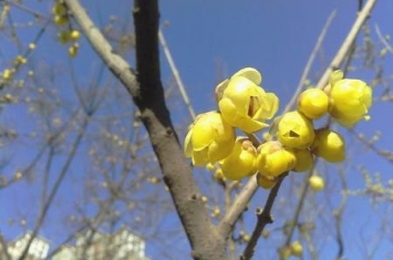 不同国家的国花(武则天让牡丹开花的诗)