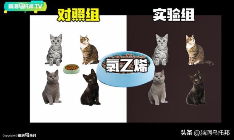 猫跳海恐怖事件,日本五万只猫集体跳河