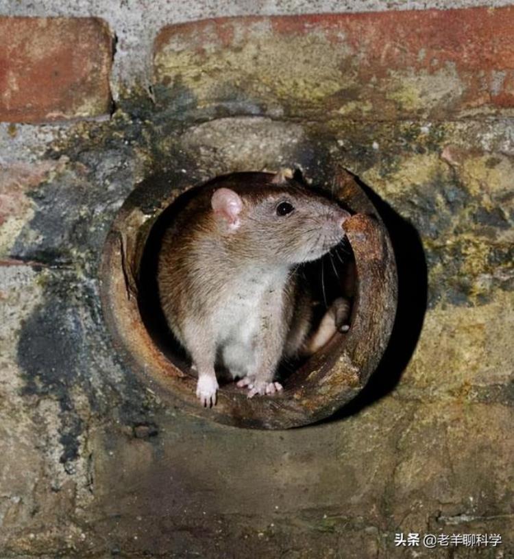 老鼠会不会报复人,老鼠咬人代表什么预兆