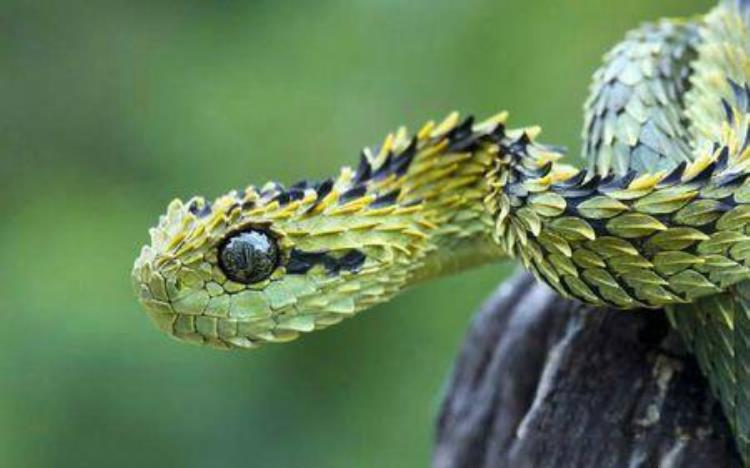 世界上最惊艳的蛇你绝对没见过的蛇,世界最漂亮的三种蛇