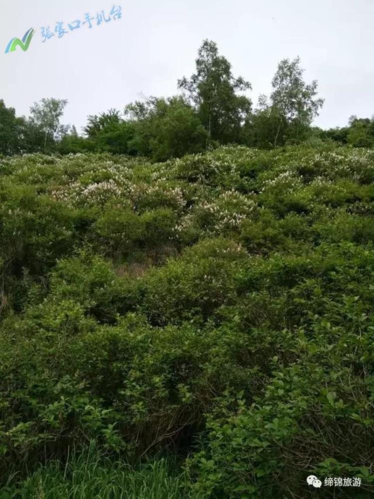 张家口沽源县夏天热吗,沽源夏天有什么好玩的地方