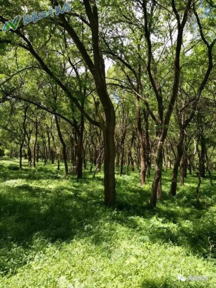 张家口沽源县夏天热吗,沽源夏天有什么好玩的地方