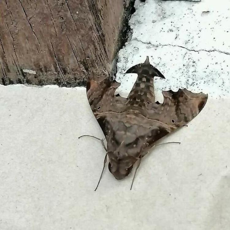 电鳗把鳄鱼电死,电鳗电死鳄鱼