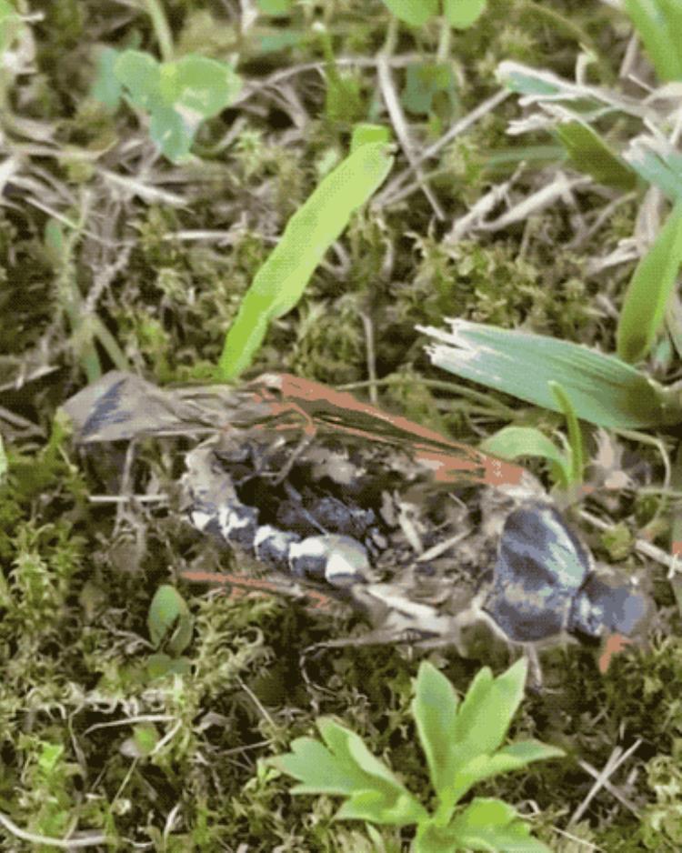 电鳗把鳄鱼电死,电鳗电死鳄鱼