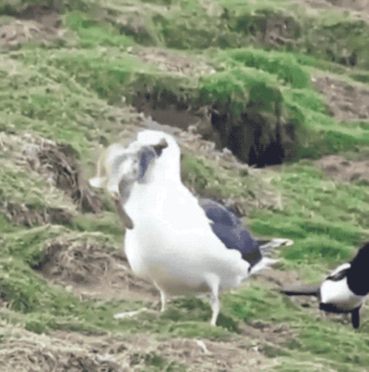 电鳗把鳄鱼电死,电鳗电死鳄鱼