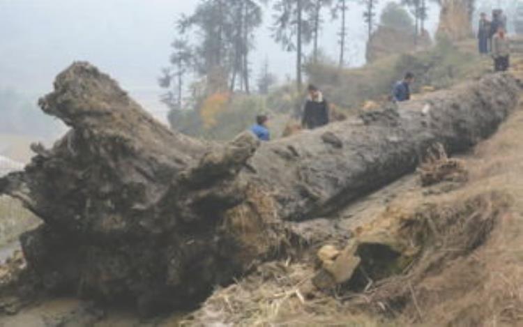 乐山乌木遗址,四川乐山挖乌木