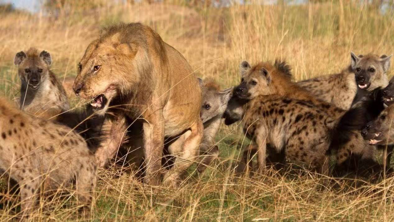 动物被鬣狗咬住后为什么不反抗