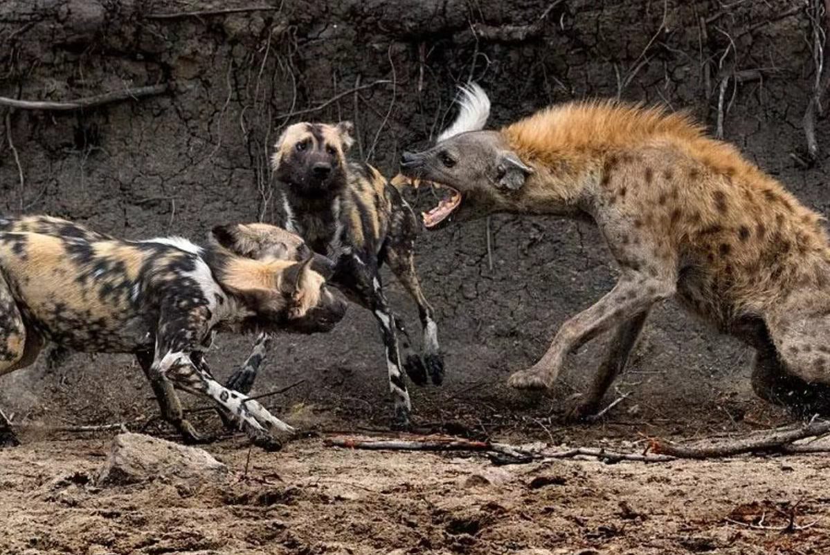 动物被鬣狗咬住后为什么不反抗
