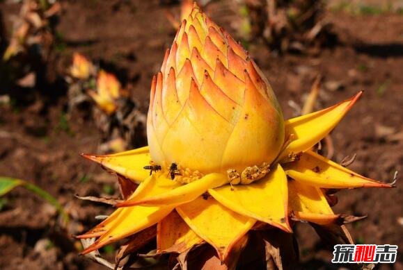 世界上花期最长的花，扶桑花日日樱一次开花看一年