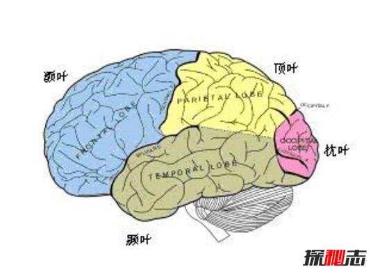 揭秘康斯塔姆现象原理，手怼墙实则大脑非自主运动现象